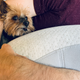 The dog is not a fan. She will regularly try and squeeze between her humans and the Somnox.